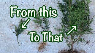 Green Giant Propagation - Part 2 // Rooting Thuja Green Giants