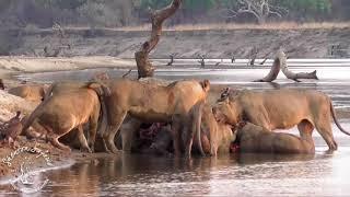 Shenton Safaris: Lions feed in the Luangwa River