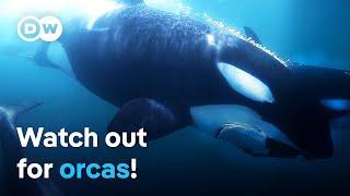 Orca interactions - Danger in the Strait of Gibraltar | DW Documentary