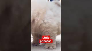 Little Princess ️️#cute #love #like #livestream #viral #video #viralshorts