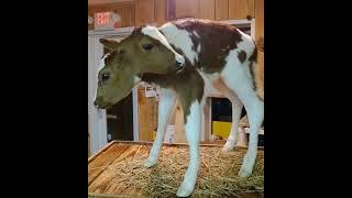 Dicephalic calf #animalrescue #calf #ecology #smartsocietymysteries
