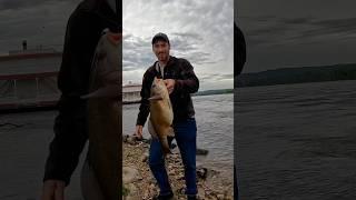 What A HEAVY Thick Fish!  #fishing #freshwaterfish