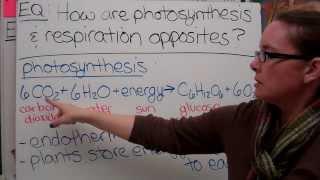 Photosynthesis & Respiration Bandy