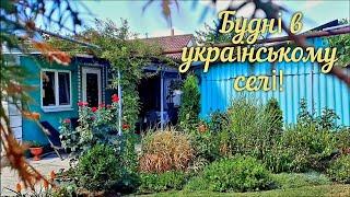 ПОРЯДОК НА ГОРОДІ. ПОМІДОРИ І ПЕРЕЦЬ ПІСЛЯ СПЕКИ. СМАЧНА КАРТОПЛЯ З ЧАСНИКОМ В МУЛЬТИВАРЦІ.