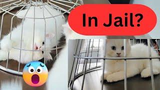 Persian Cat Trapped in Jail?  | Cat Reactions | Funny Videos