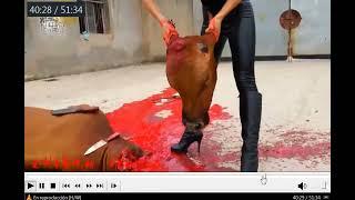 383, Lady in leather before and after slaughtering cow