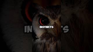 Like The Owl, See The Light In The Dark... #darkmotivation