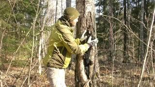 Секреты гриба чага (inonotus obliquus) из Карелии.