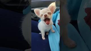 Bibi rides in the car and feels sleepy ️ #dog #chihuahua #cachorro #perros #puppylove #filhotes