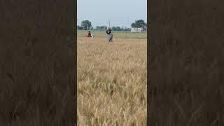 Ghare Chuuti Leke Aai Ye Balm Jee #love Vivek Kumar Sharma @
