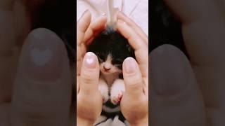 cute little cat #cat #kitten #babycat