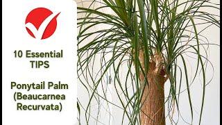 Ponytail Palm Care: 10 Essential Tips for Beaucarnea Recurvata