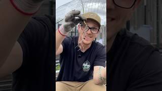 I Failed At Growing Onions For 5 Years: Here’s Why!