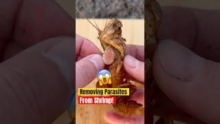 Extremely Satisfying Removing Parasites From Shrimp‼️ #shorts