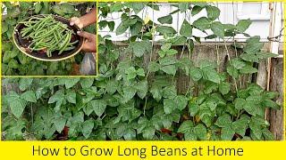 How to grow Yard Long beans from seeds / Terrace Gardens / Home Gardening Ideas