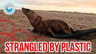 Caught and Cut: The Reality of Ocean Plastic