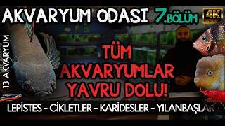 AKVARYUM ODASI 7 - ODA TURU | TÜM AKVARYUMLAR VE BALIKLAR | YÜZLERCE YAVRU BALIK ÜRETİMİ 