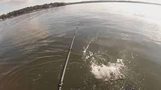 Pewaukee Lake Musky September 2018