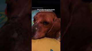 Woman Finds The Saddest Beagle On The Side Of The Road | The Dodo