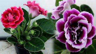 How to grow Gloxinia from a leaf | Propagating Gloxinia from leaf cutting