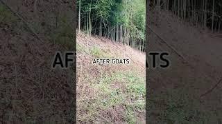 BEFORE/AFTER Brush Goats Clear This Hillside