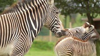 Watch This Adorable Baby Zebra Struggle To Take First Steps After Being Born