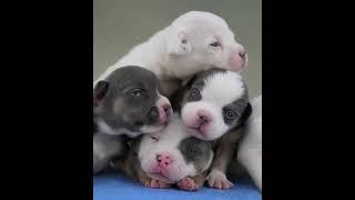Newborn puppies #newborn #puppy #wildliferescue #smartsocietymysteries