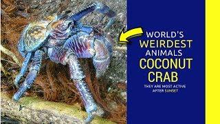 Coconut Crab  facts for kids Intrusting Information  about coconut crab mating