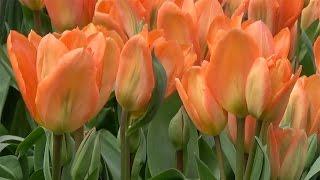 Tulip 'Orange Emperor' - FarmerGracy.co.uk