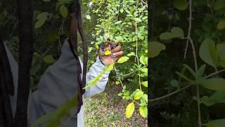 Chinese Privet  #explore #wildplants #wildlife #fyp #nature #invasive #privet