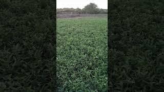 simple vegetables farming kangkong//kuya mar tv #farmerslife #goodvibes #viralvideo #fypシ゚viral