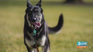 Biden's dog Major sent back to obedience school