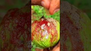  Masala Guava  #village #traditional #guava #fruitcutting #spicy #shorts #reels #fruit #food #asmr