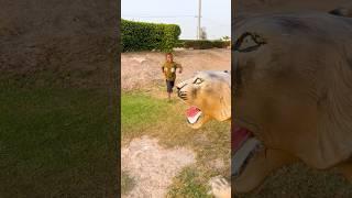 lion fake vs paddu