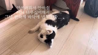 사랑하는 우리 냥이야 고양이별로 잘가 정말 사랑해 | 고양이 범백