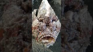 stonefish catching#short#most venomous fish#very expensive price in the market#delicious.