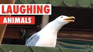 Laughing Animals Compilation