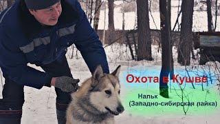 Охота в Кушве -  Нальк(Западно-сибирская лайка) притравка по Барсуку и Медведю