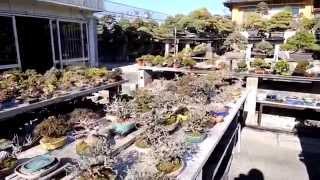 Taishoen bonsai nursery 2015