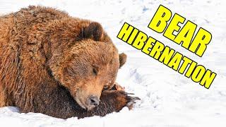 Bear Hibernation – Alaska Bear Hibernation Facts