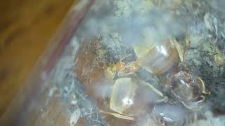 Lasius Flavus quick update