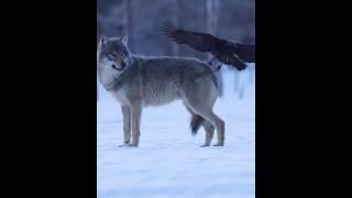 Why is fox and crow friendly? #shortvideos #facts #amazingfacts