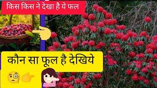 kafal// काफल || Kafal ||  बुरांश ka phool Uttarakhand Ka Sabse Tasty Fal ‎vitamin -C-rich food//