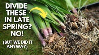 Gladiolus Lovers: Divide and Transplant Glads in Late Spring (even though you shouldn't)