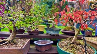 The Beauty of April in The Bonsai Garden