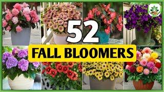 52 Fall Flower Plants for Garden | Best Fall Flower Plants to grow in Autumn | Plant and Planting