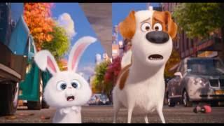 Тайная жизнь домашних животных Мультики Хомяк The Secret Life of Pets