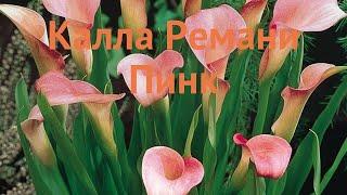 Калла обыкновенная Ремани Пинк (rehmannii pink)  обзор: как сажать, луковицы каллы Ремани Пинк