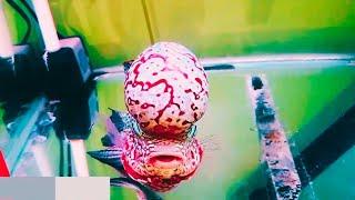 Top 12 Coolest Kamfa Flowerhorn Champion | Super Amazing Flowerhorn Boss