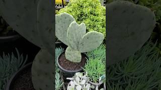 Artistic Cactus Plant #cactus  #youtubeshorts #shortsvideo #gardentricks #succulent